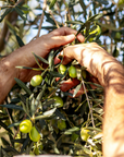 Frische griechische Oliven werden direkt vom Olivenbaum per Hand gepflückt – traditionelle Olivenernte in Griechenland