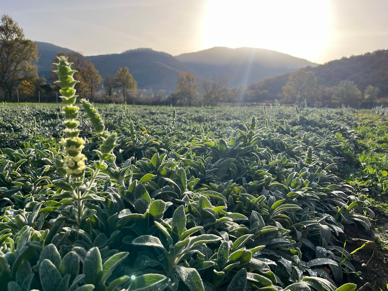 Griechischer Bergtee