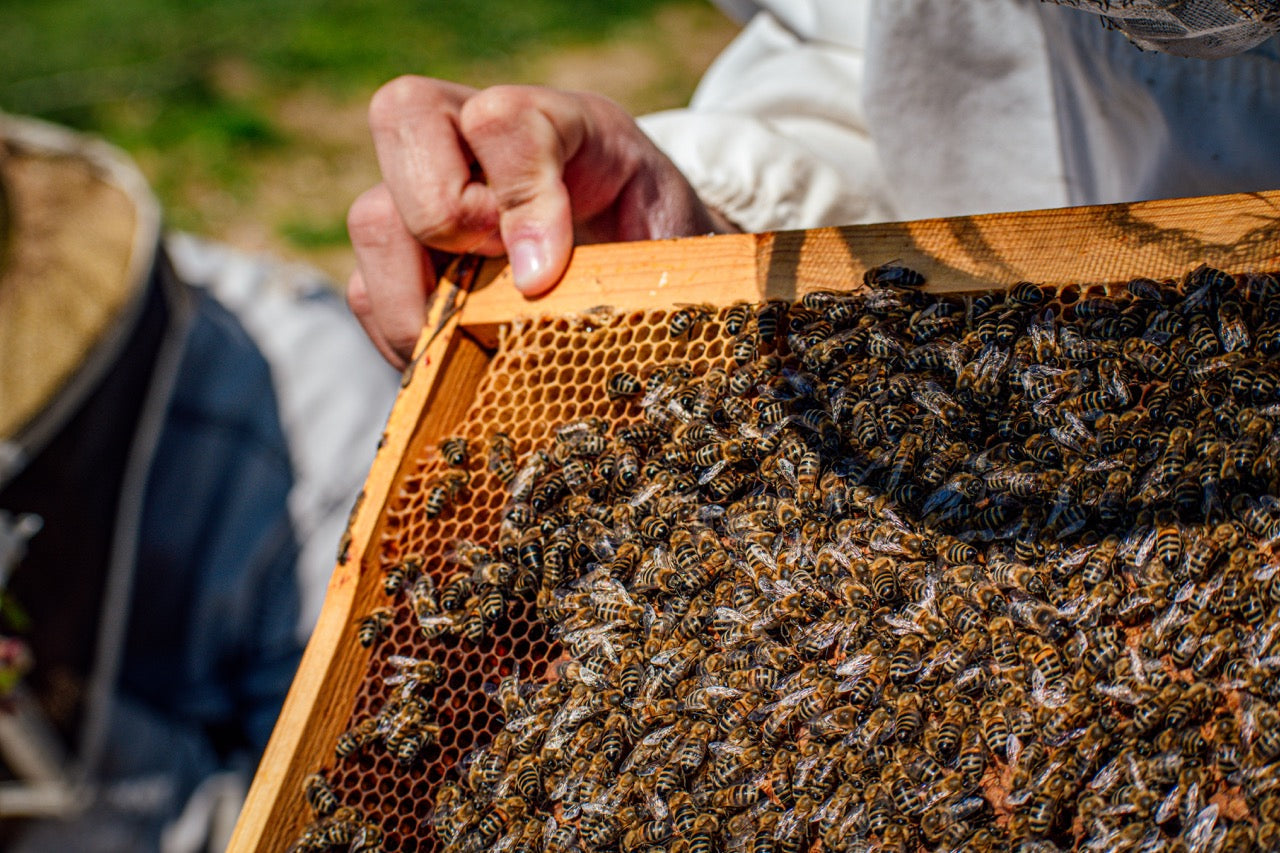 Das flüssige Gold: griechischer Honig 🐝🍯