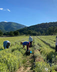 Handgeernteter griechischer Bergtee mit frischen Sideritis-Pflanzen und Erntekisten