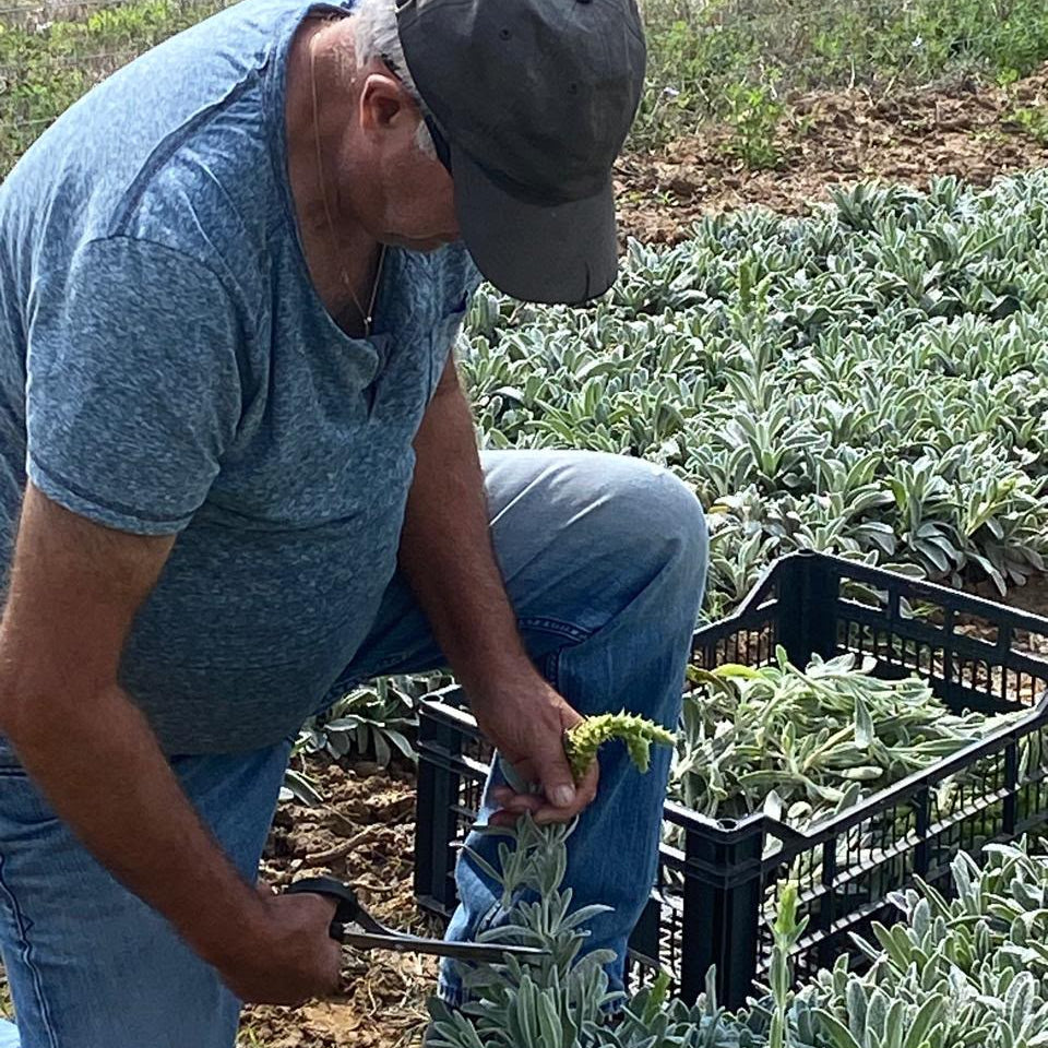Handgeernteter griechischer Bergtee mit frischen Sideritis-Pflanzen und Erntekisten