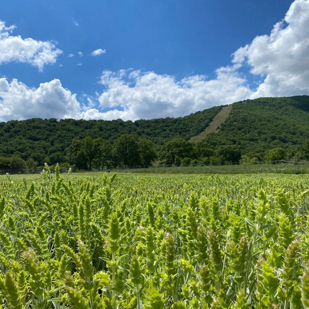 Griechischer Bergtee auf einem Feld in Nordgriechenland mit Bergen im Hintergrund