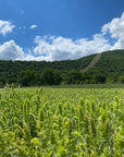 Griechischer Bergtee auf einem Feld in Nordgriechenland mit Bergen im Hintergrund