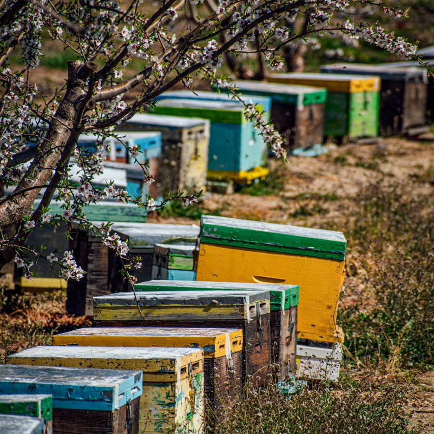 Bienenkästen zwischen blühenden Bäumen in Griechenland in natürlicher Umgebung