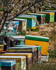 Bienenkästen zwischen blühenden Bäumen in Griechenland in natürlicher Umgebung