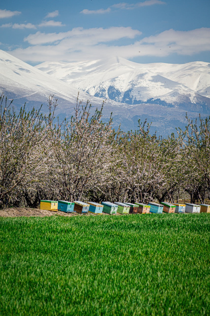 Bienenkästen in Landschaft mit Bergen in Griechenland für Honigproduktion