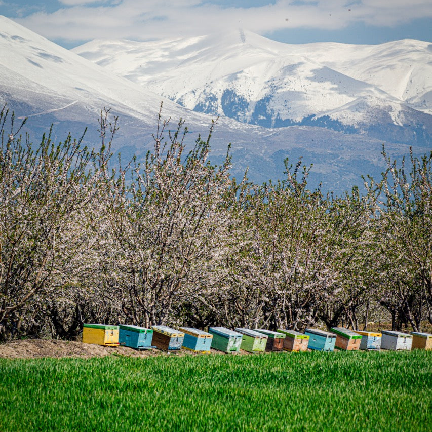 Bienenkästen in Landschaft mit Bergen in Griechenland für Honigproduktion