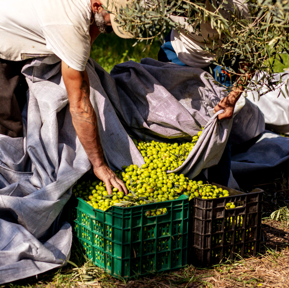 Griechische Frühernte Oliven werden per Hand geerntet und in Kisten gesammelt – traditionelle Olivenernte in Griechenland