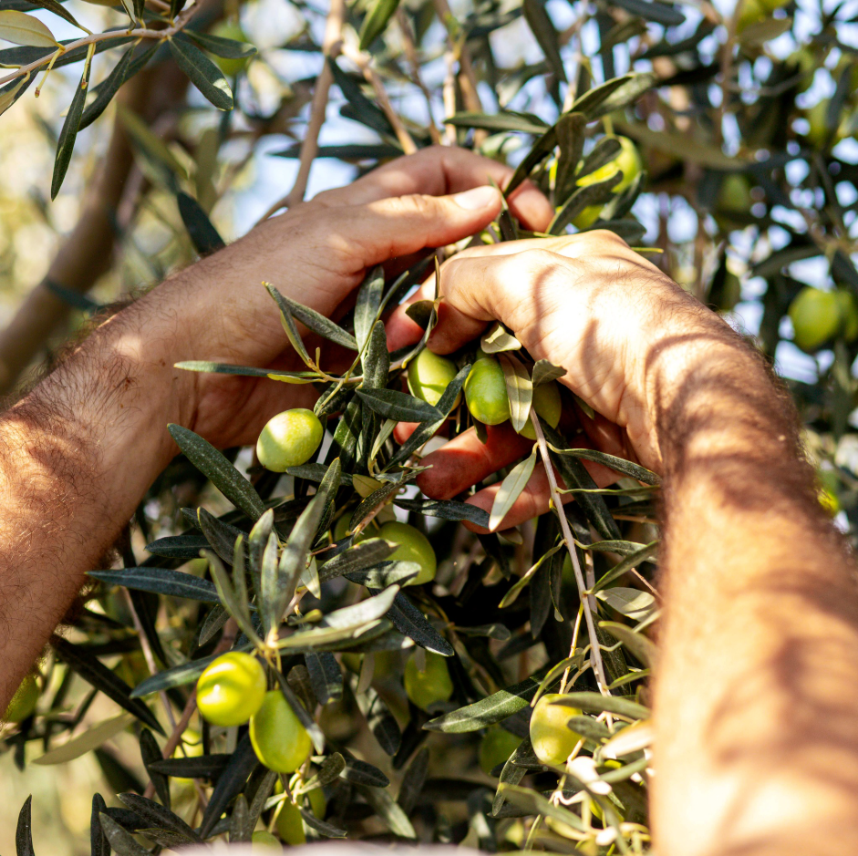 Frische griechische Oliven werden direkt vom Olivenbaum per Hand gepflückt – traditionelle Olivenernte in Griechenland