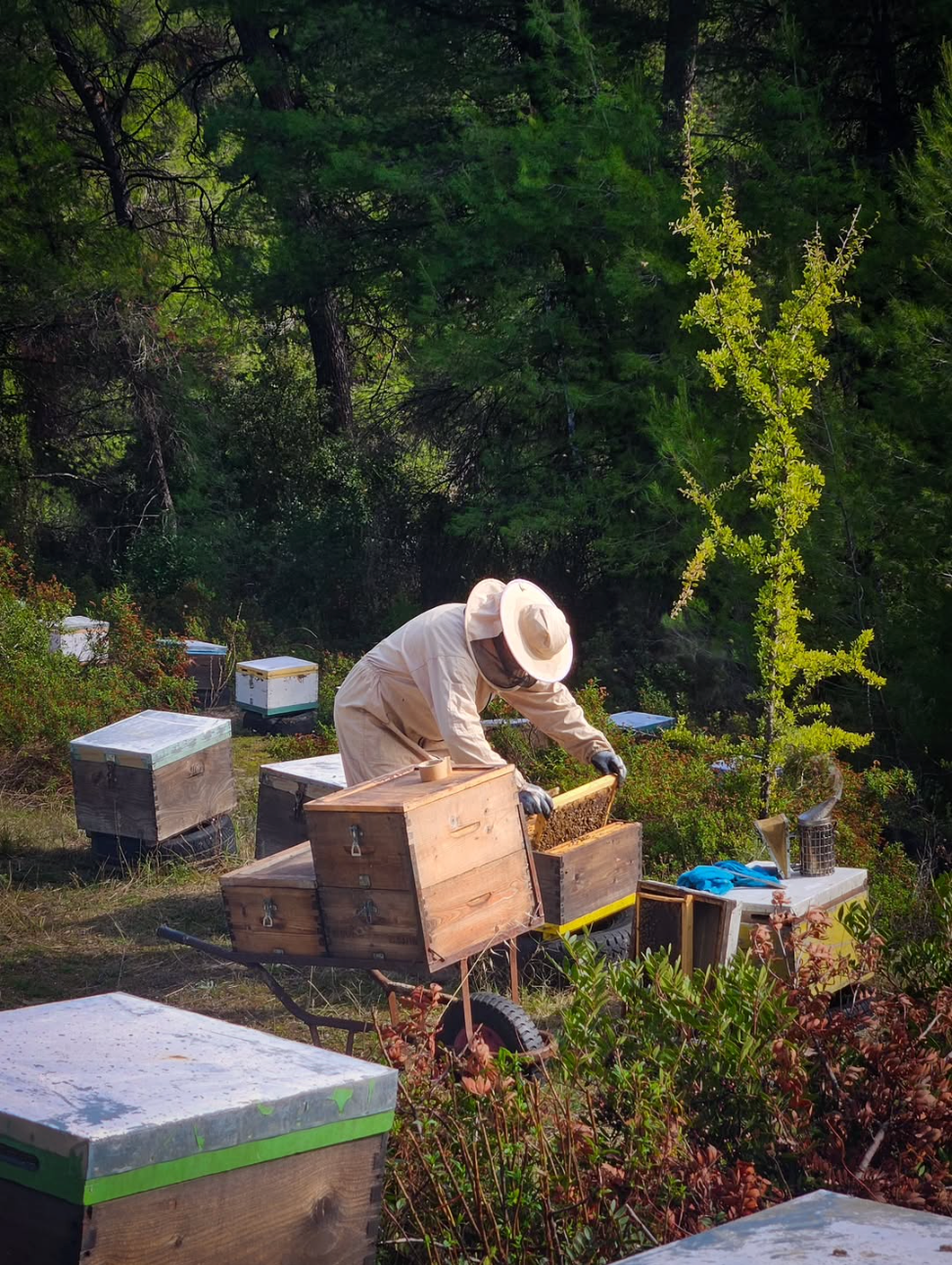 Imker arbeitet an Bienenkästen in Waldlandschaft in Griechenland