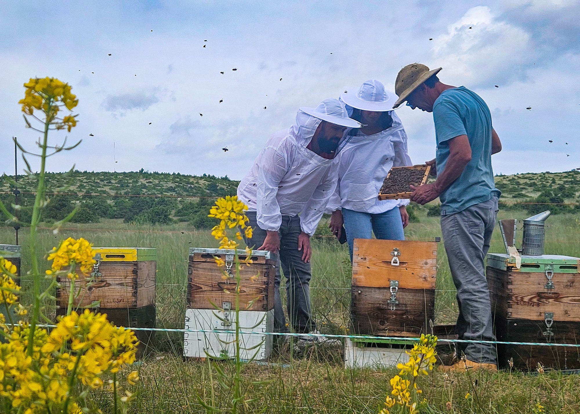 Imker kontrollieren Bienenstöcke auf Feld in Griechenland während Honigernte